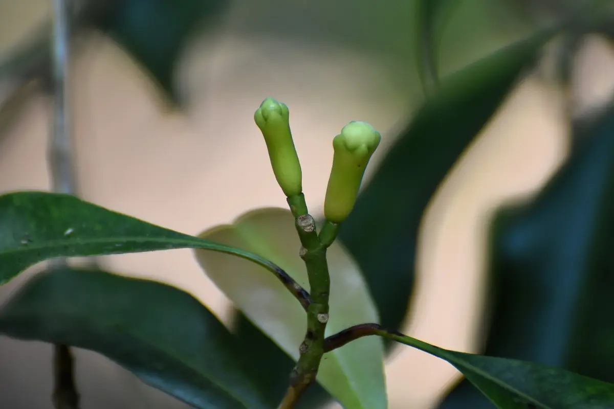 Boutons floraux verts de giroflier sur une branche dans une ferme aux épices de Zanzibar