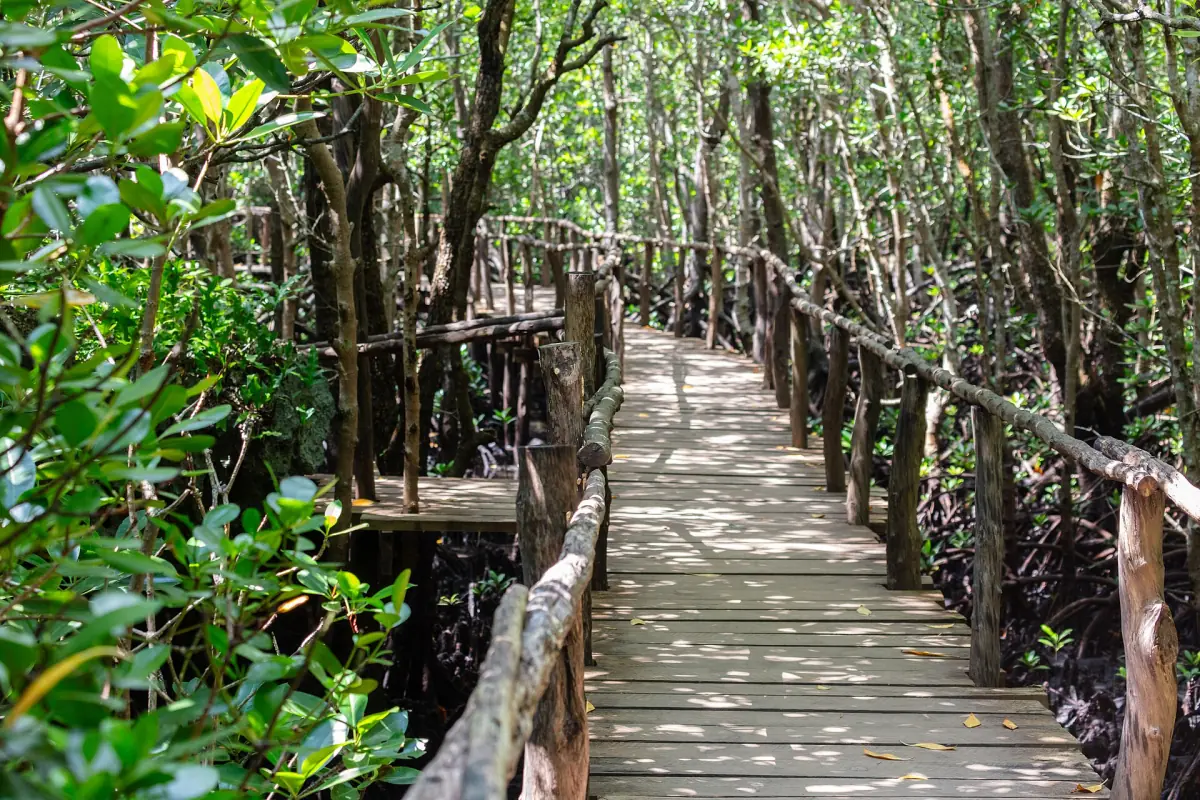 Wooden boardwalk winding through green mangrove forest at Jozani