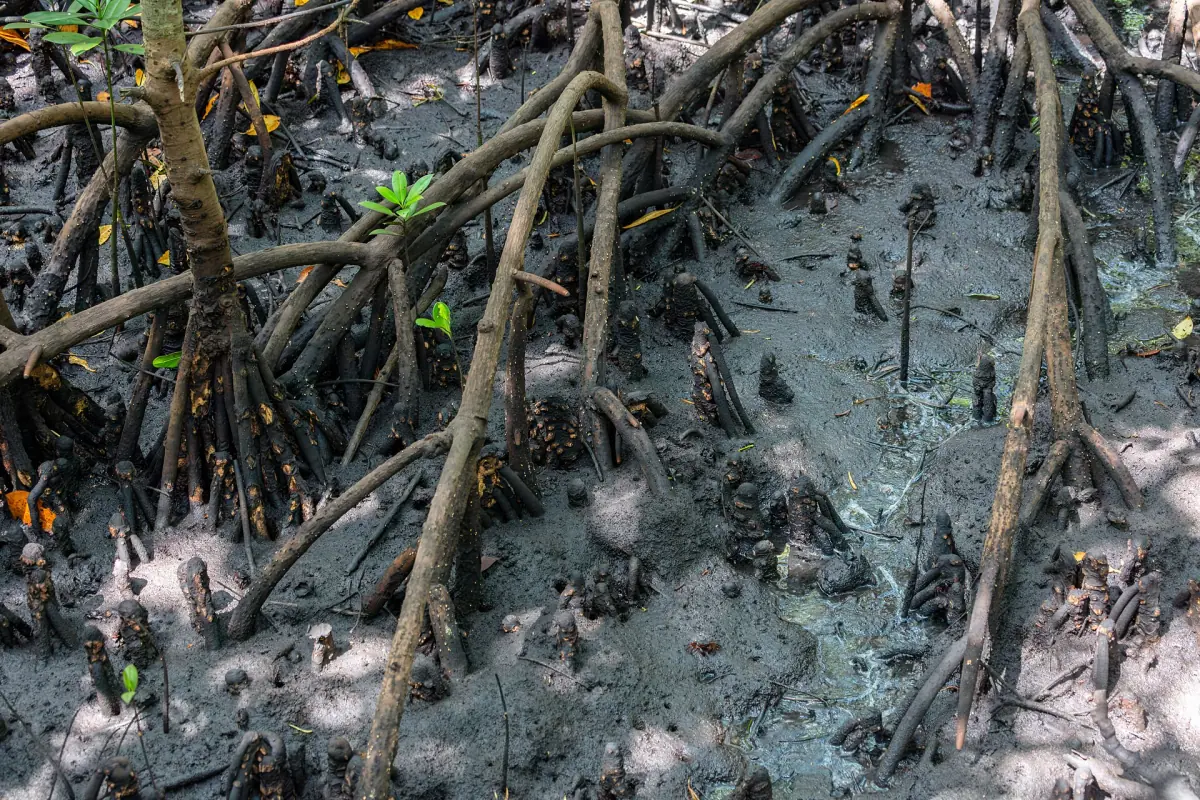 Mangrove stilt roots rising from dark mud in Jozani Chwaka Bay National Park