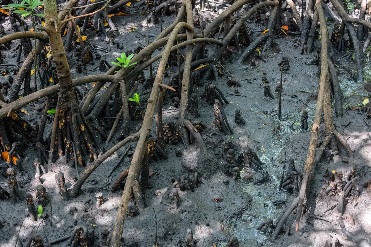 Racines échasses de palétuviers émergeant de la boue sombre dans le parc national de Jozani Chwaka Bay