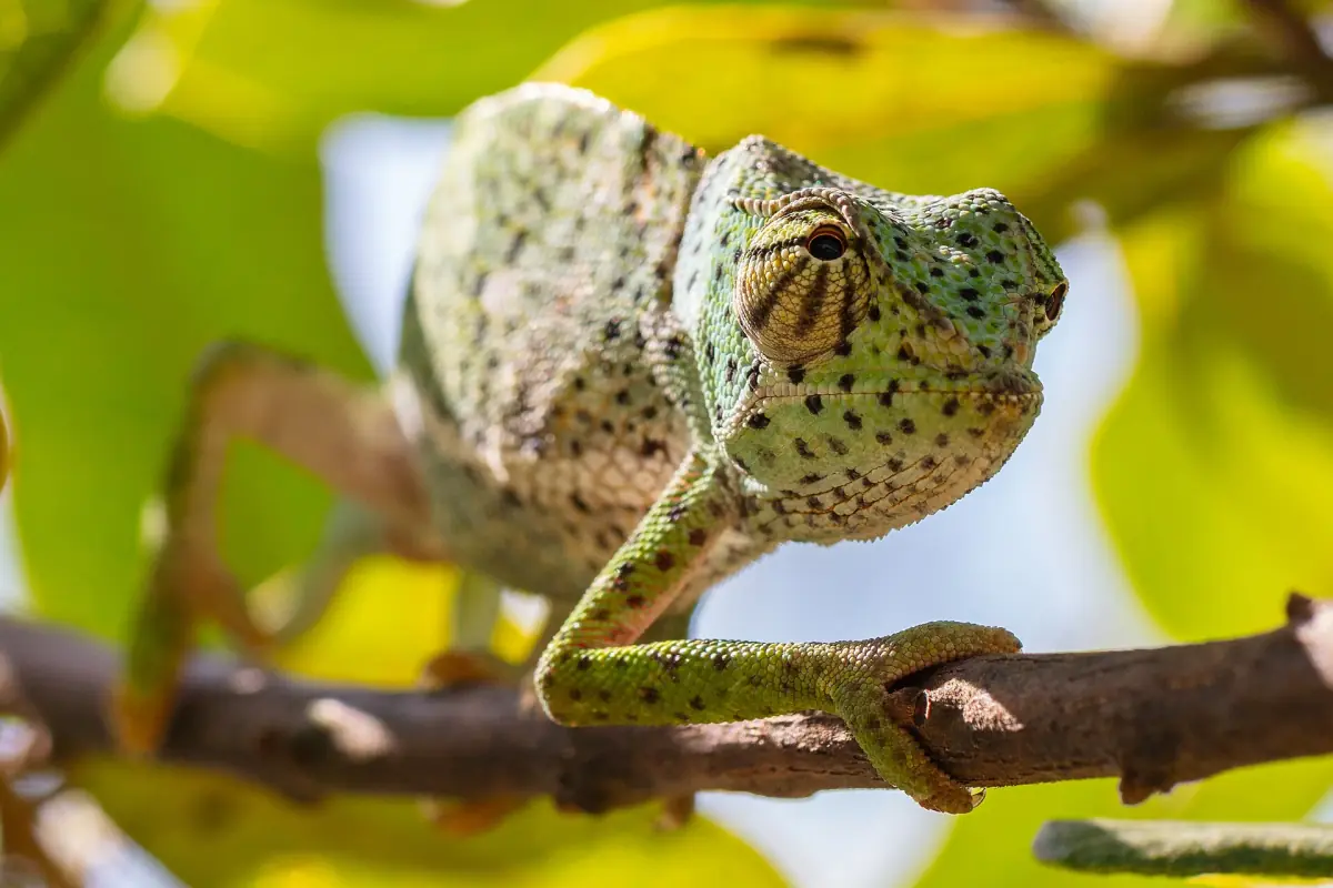Green slender chameleon gripping a branch in Jozani forest