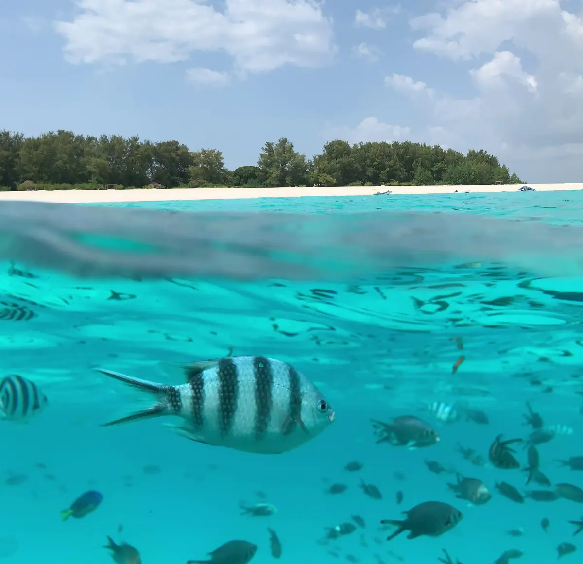 Small wooded Mnemba islet with a white sand rim and fish below the surface