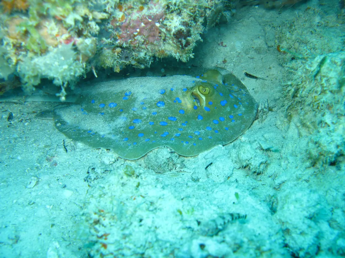 Blue-spotted ray resting on the sandy reef floor at Mnemba Atoll