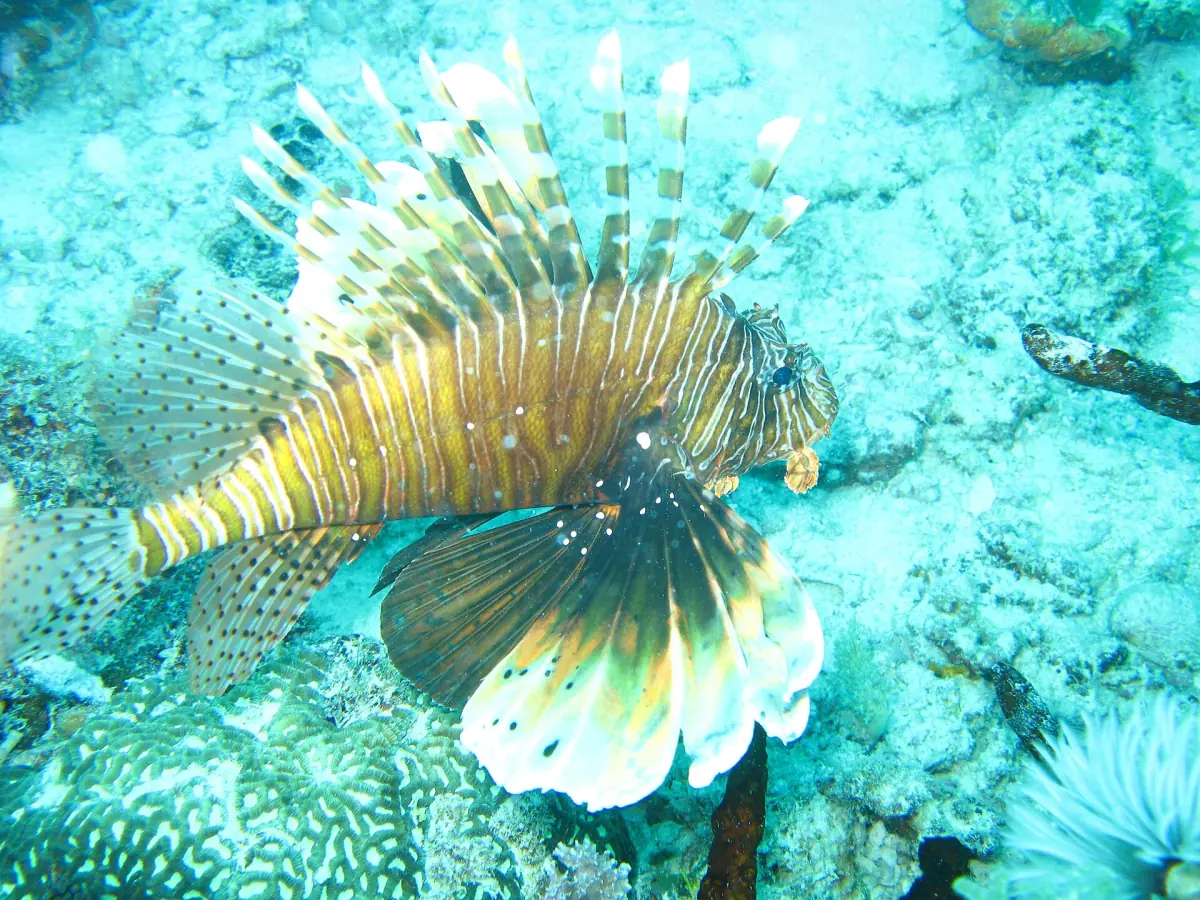 Lionfish with long striped fins swimming over the reef at Mnemba