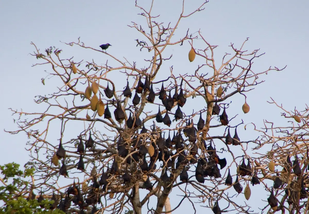 Flying foxes roosting in a bare tree in Ngezi forest on Pemba