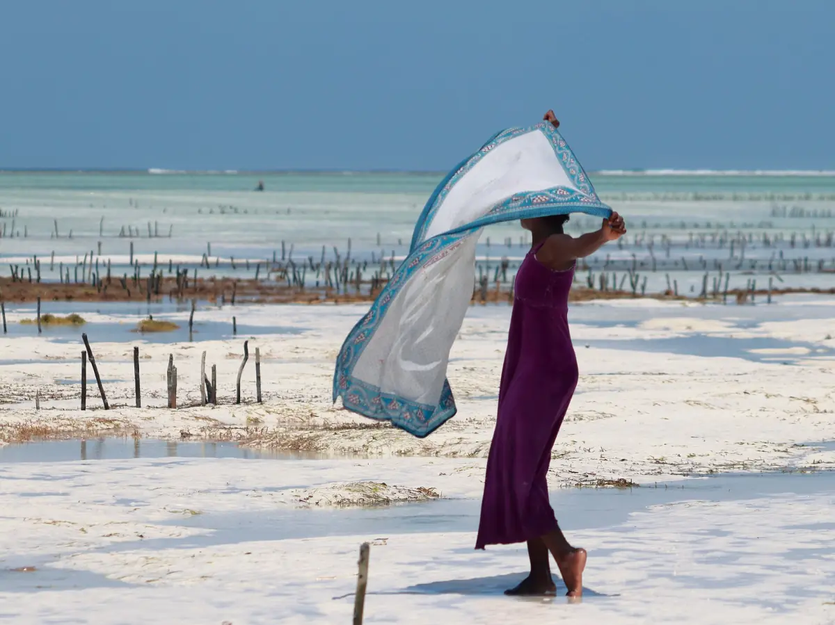 Lignes de culture d'algues à marée basse avec une femme et son foulard emporté par le vent