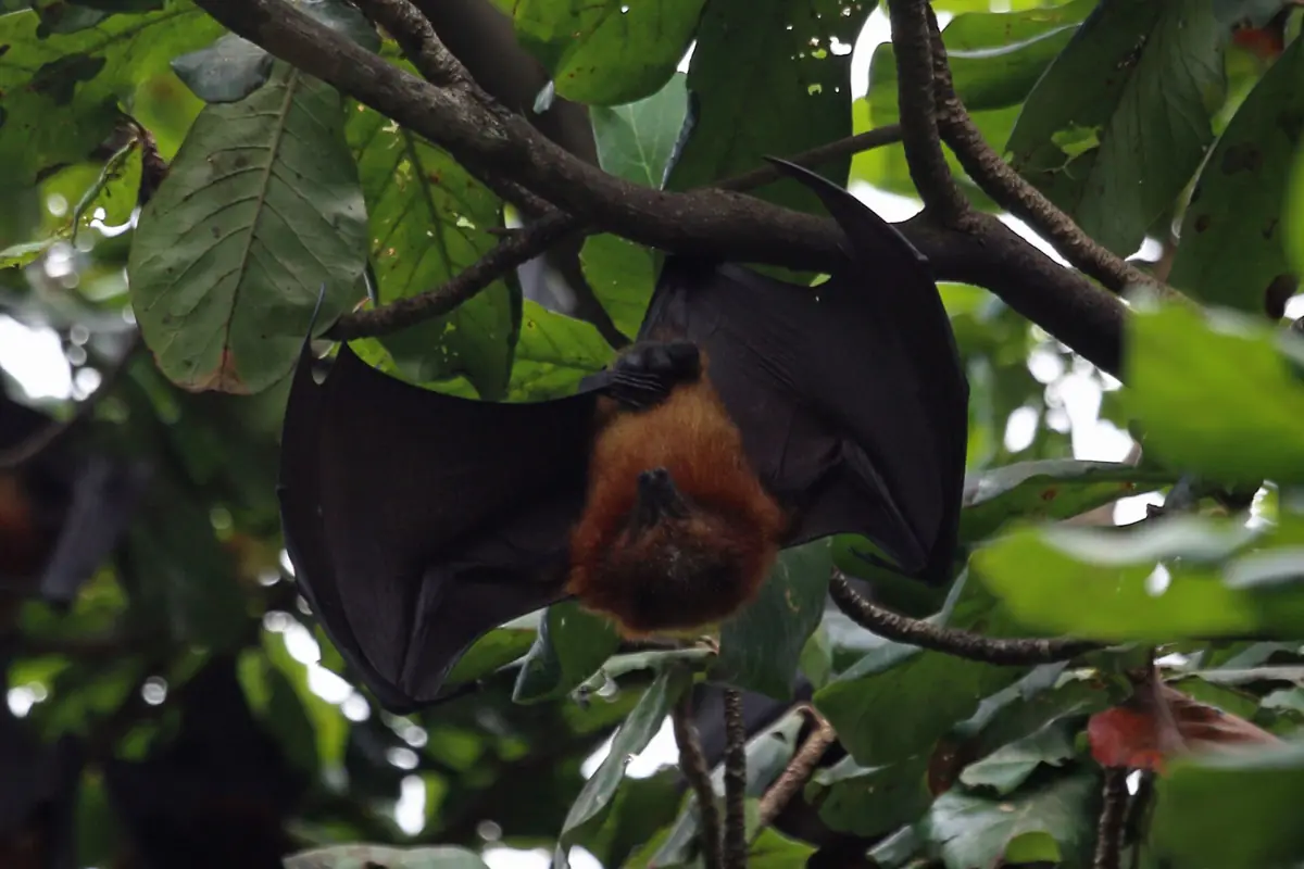 Pemba flying fox hanging from a branch with wings folded