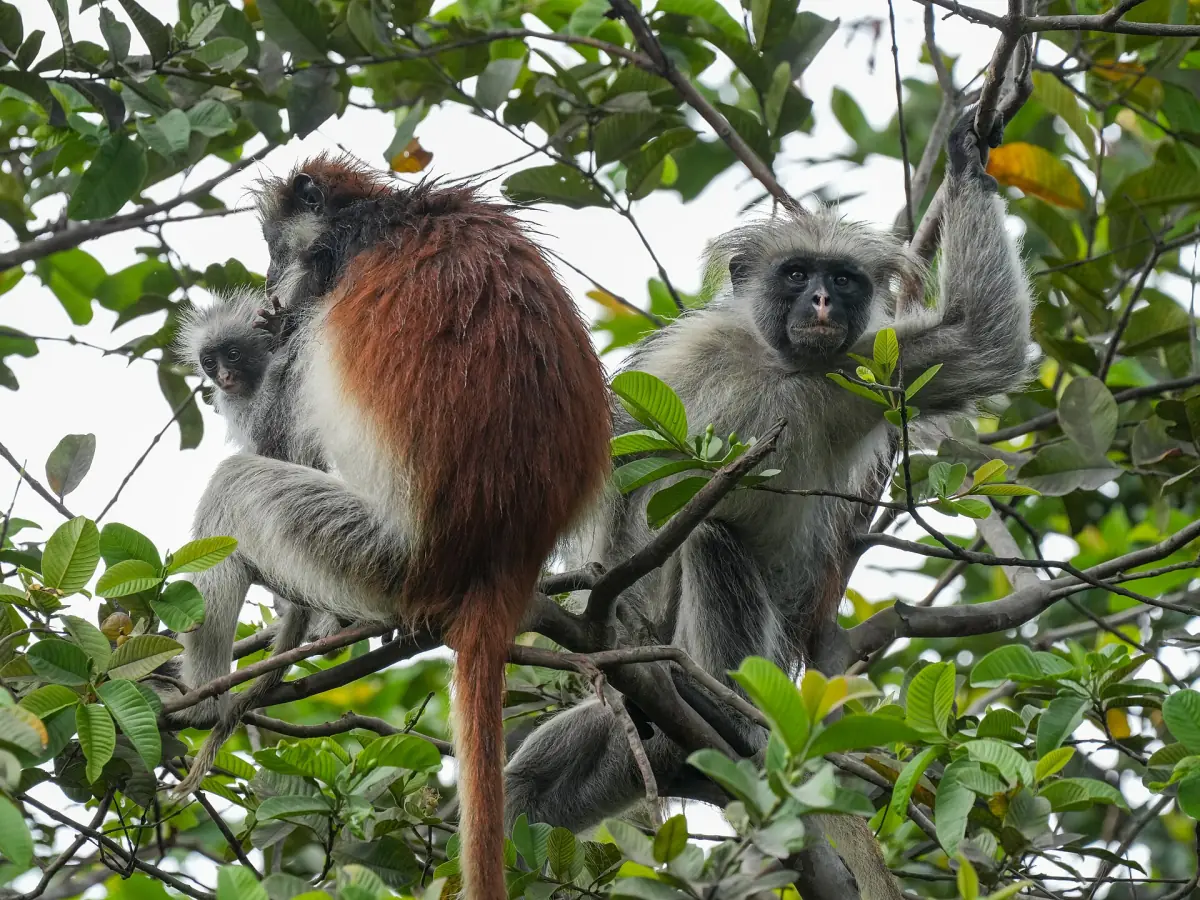 Red colobus mother with baby beside another monkey in leafy branches