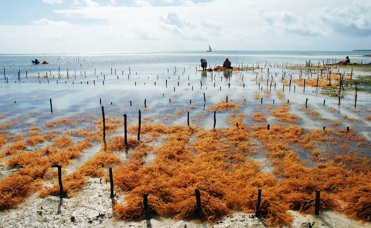 Orange seaweed on stakes in shallow water at an east coast farm