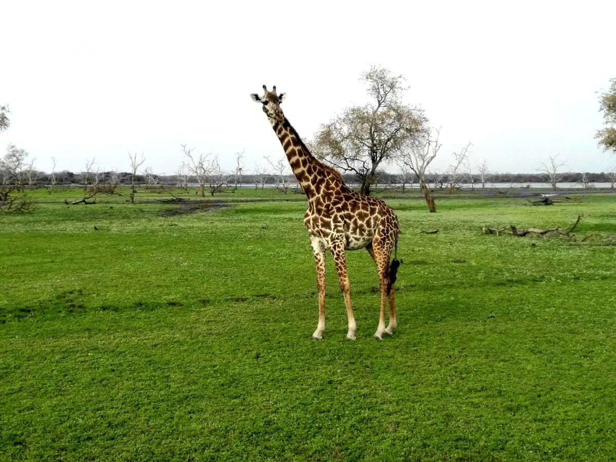 Girafe debout sur une herbe vert vif dans une réserve du sud de la Tanzanie