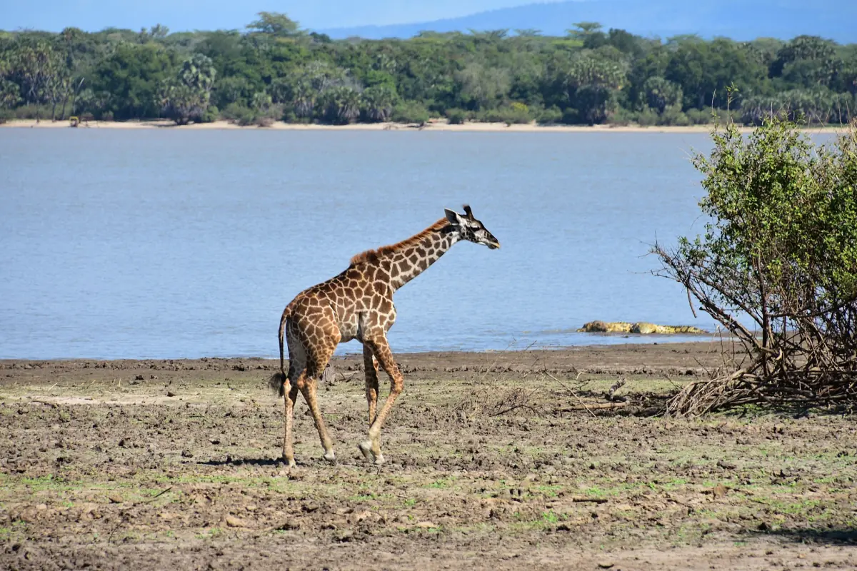 Giraffe walking along a lake shore with forest behind in southern Tanzania