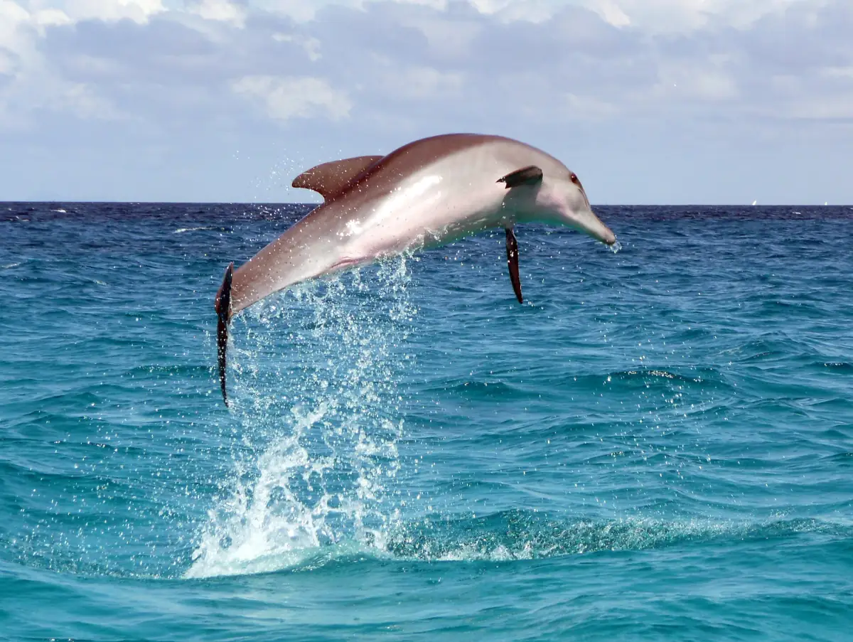 Young spotted dolphin leaping out of the water off the Zanzibar coast
