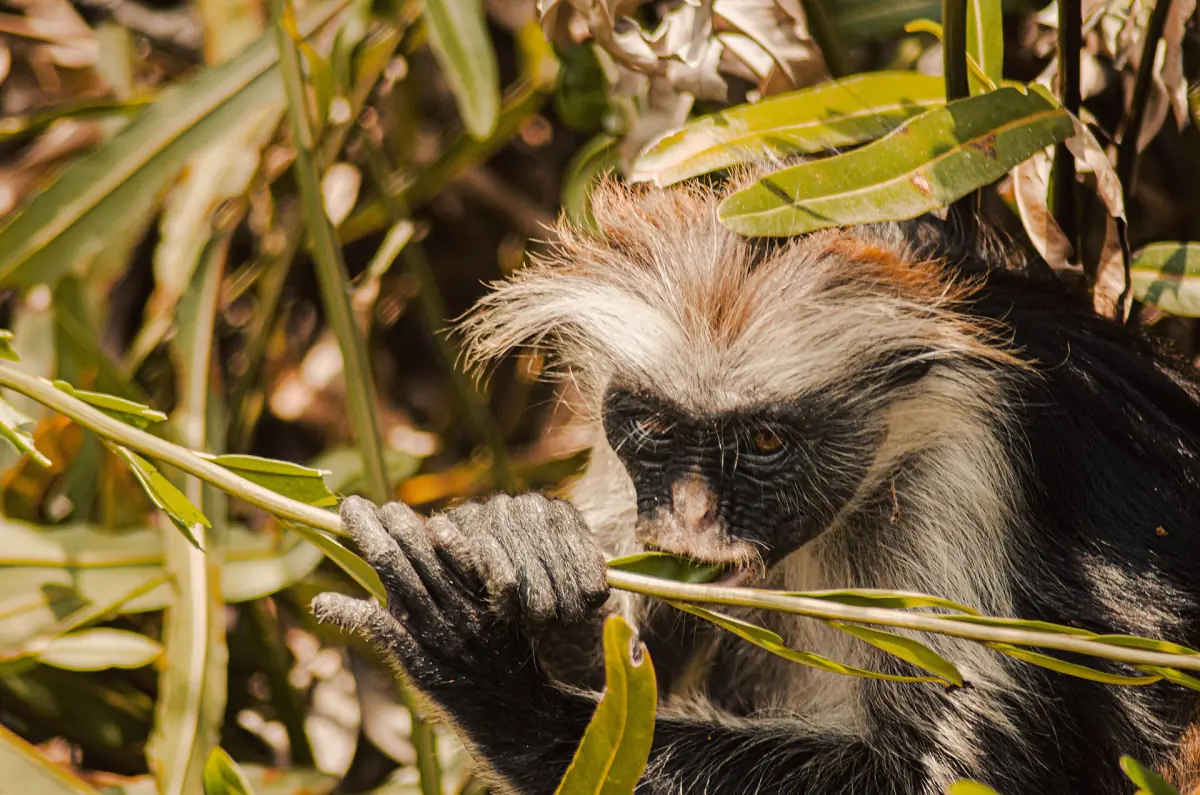 Zanzibar red colobus monkey chewing leaves in the Jozani forest