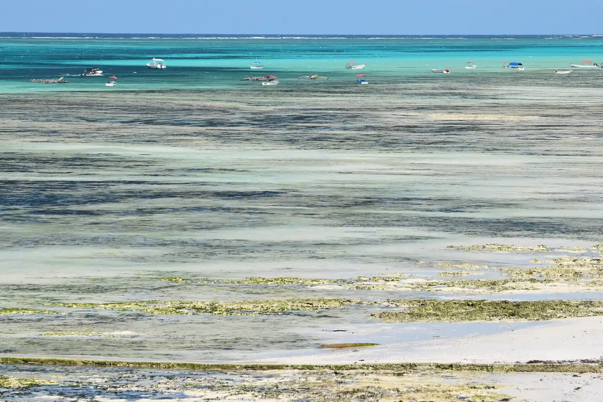 Exposed reef and seaweed flats at low tide with bright blue water beyond